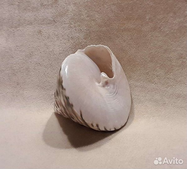 Морские ракушки раковины