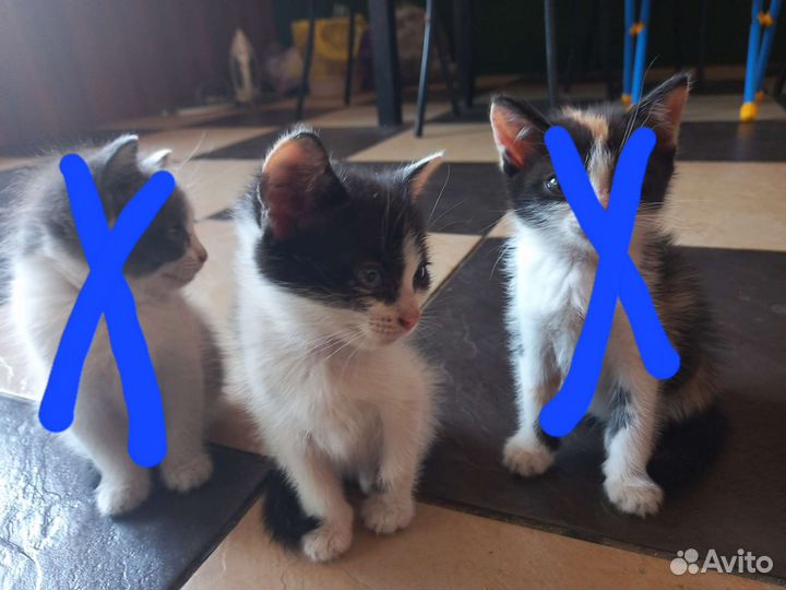 Кошка в дар бесплатно