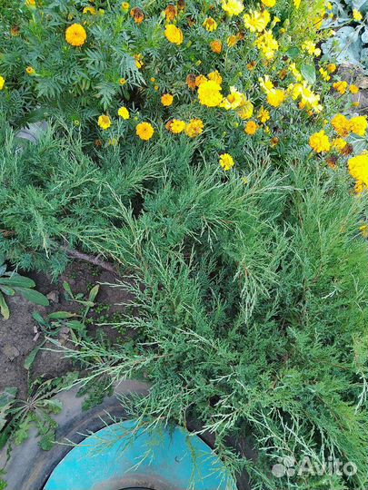 Гортензия древовидная, можжевельник казацкий