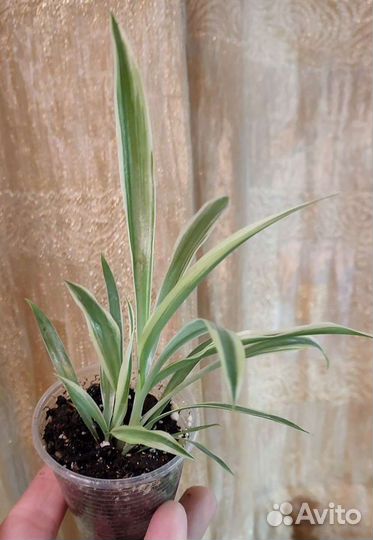 Цветочная смесь