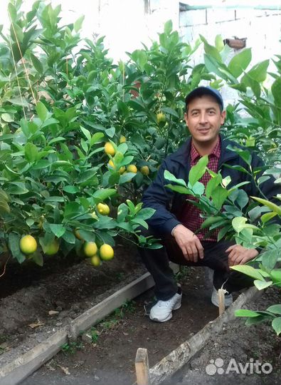 Лимон плодоносящий