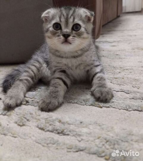 Шотландская