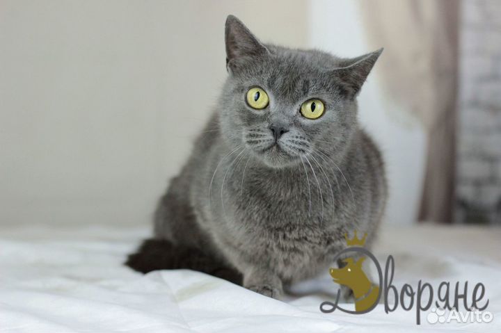 Ласковая кошечка Японка