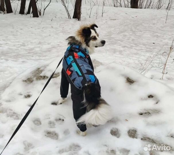 Комбинезон для собак