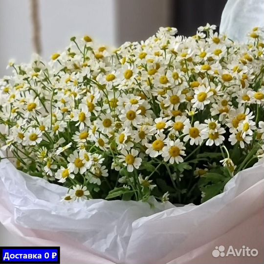 Ромашки для фотосессий