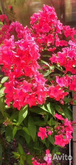 Флоксы многолетние