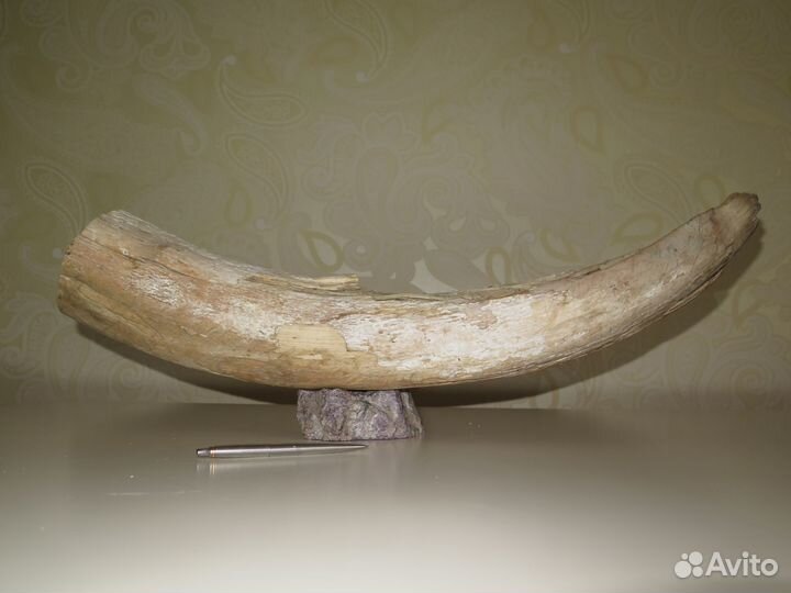 Бивень мамонта на подставке из чароита