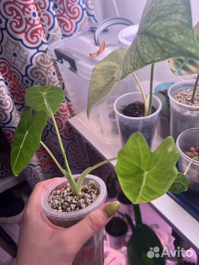 Алоказия фрайдек(мишольца)