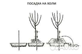 Черешня зимостойкая саженцы