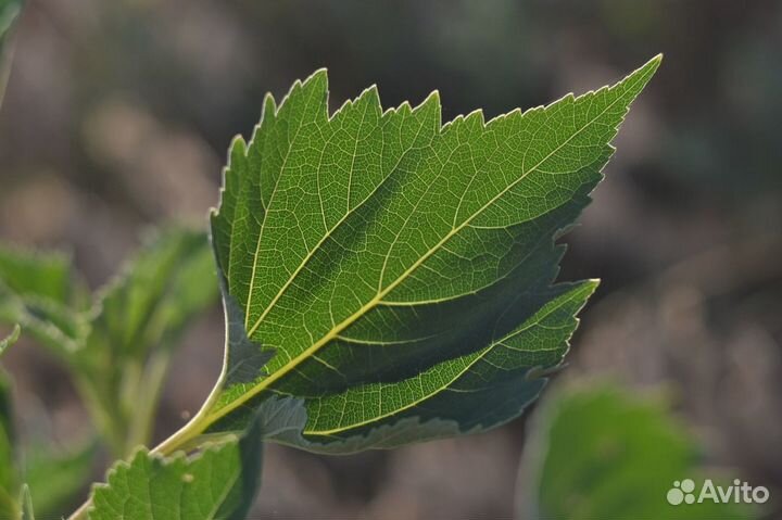 Объектив Гелиос 44-3 мс f/2 58mm