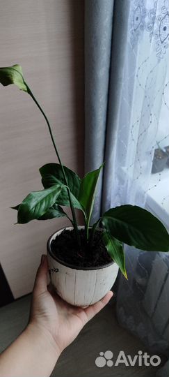 Спатифиллум