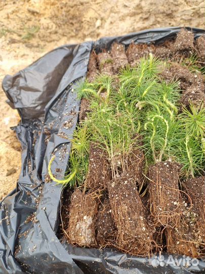 Саженцы сосны обыкновенной зкс