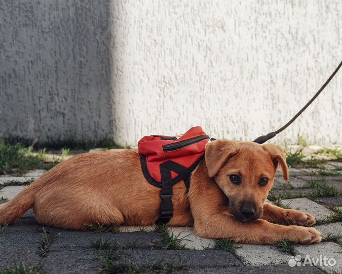 Щенок в добрые руки