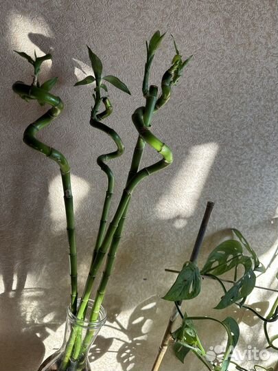 Фикусы, пальмы