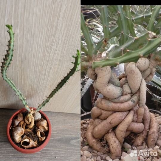 Эониум киви