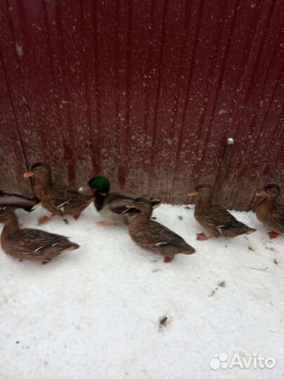 Подсадные утки