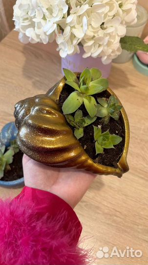 Суккуленты