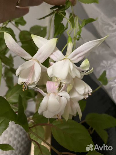 Фуксии на срез