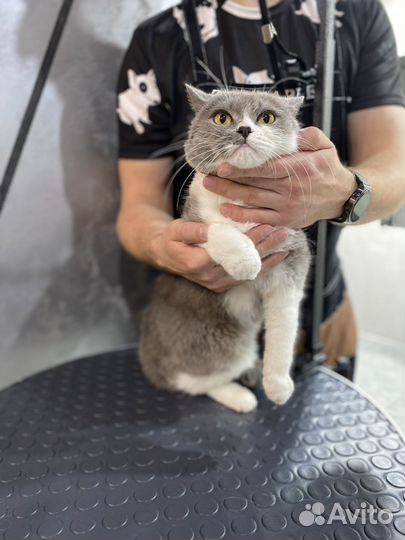Груминг собак и кошек