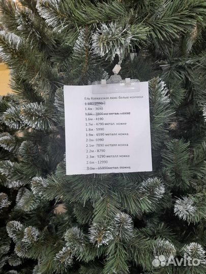 Ель Кавказская Люкс