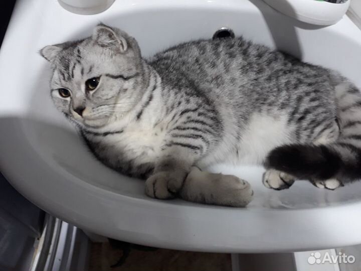 Шотландская кошка вязка