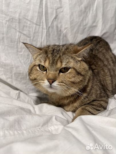 Британские котята
