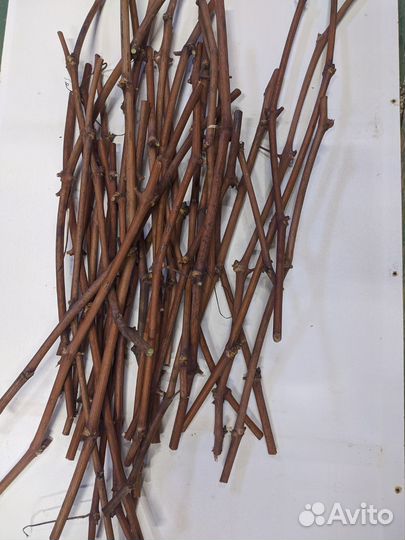 Черенки винограда 