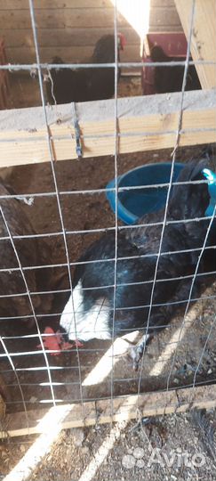 Куры бройлеры живым весом