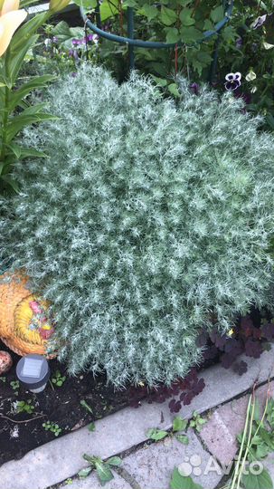 Полынь Шмидта, полынь тархунная,луковицы лилий