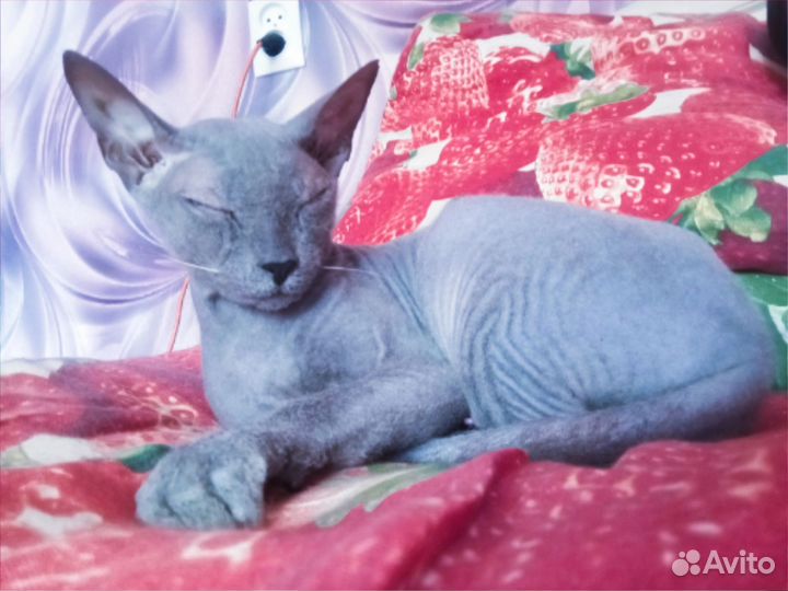 Донской сфинкс