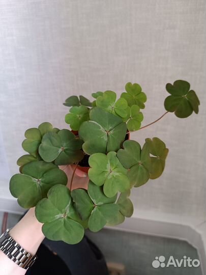 Кислица оксалис