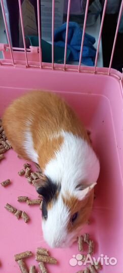 Морская свинка с клеткой