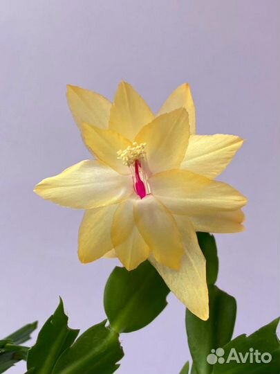 Декабрист шлюмбергера