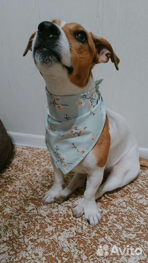 Свитера для собак и кошек