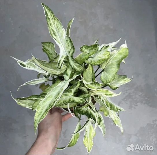 Сингониум старлайт