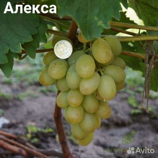 Саженцы винограда