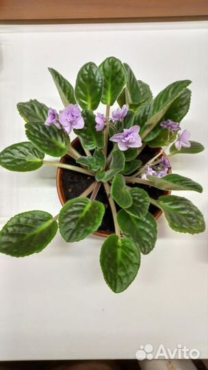 Фиалки разные