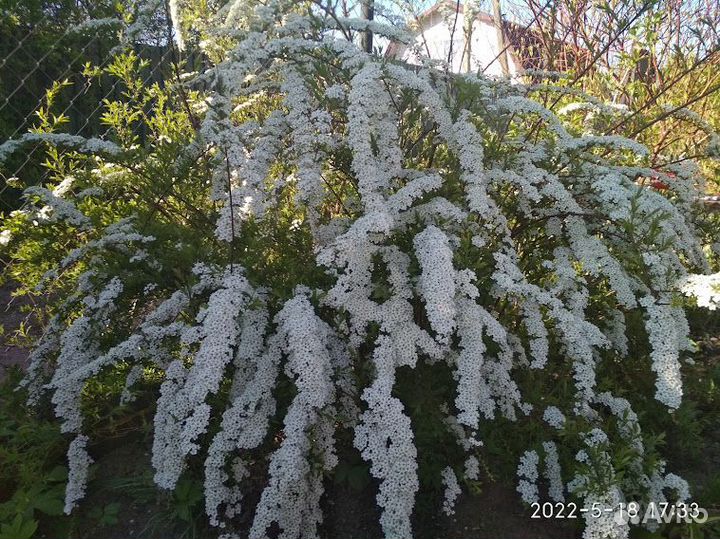 Спирея серая Макрофилла Стефанандра Форзиция Дерен