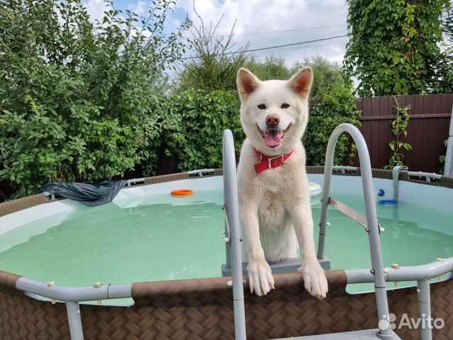 Передержка для животных,зоогостиница