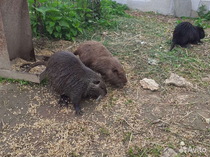 Нутрии на племя