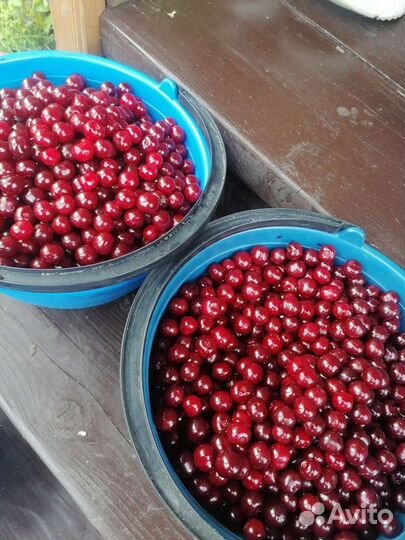 Вишня свежая