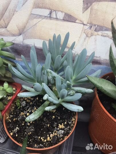 Суккуленты