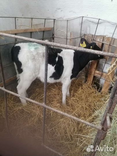 Бычки телки