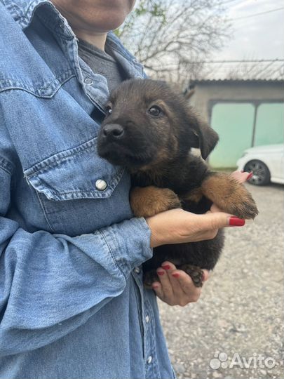 Щенок мальчик