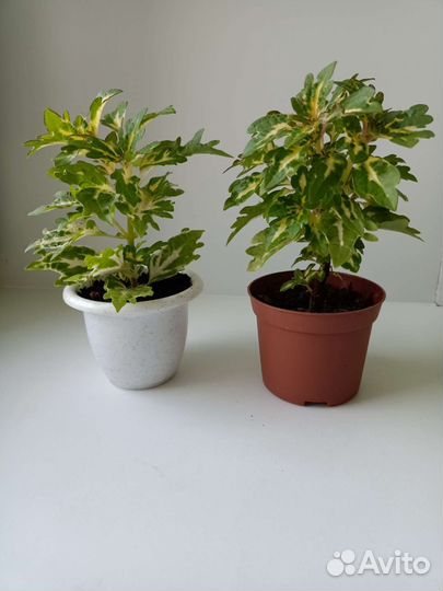 Традесканция Зебрина, Колеус