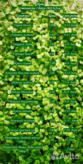 Витграсс и Микрозелень