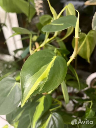 Филодендрон Сканденс Бразил