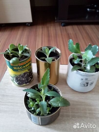 Каланхоэ лечебное