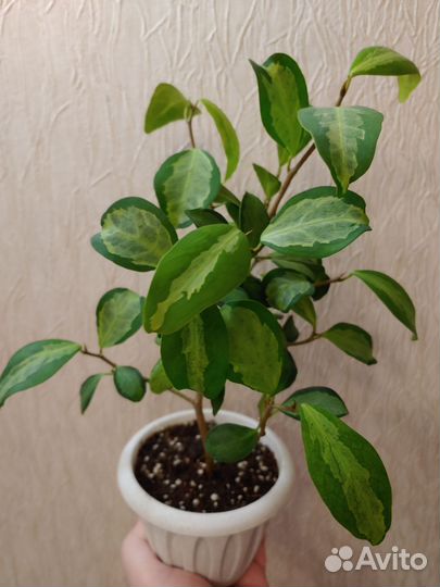 Фикус диверсифолия расписная