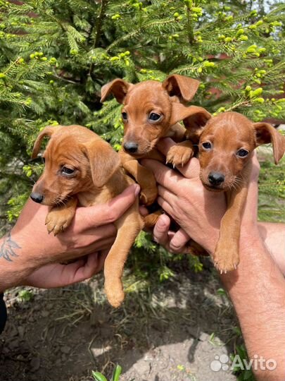 Щенки цвергпинчера